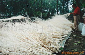 沭阳县天然干花工艺厂 天然工艺品与仿真花产品全览